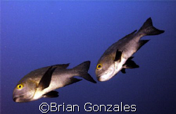 2 Fish by Brian Gonzales 